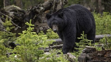 Un oso negro que deambulaba por una ciudad de Florida no pudo resistir a la tentaci&oacute;n de unas donas.