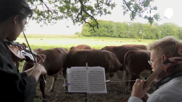 Conciertos de música clásica para vacas&nbsp;