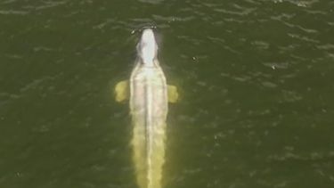 Imagen aérea tomada por un dron del grupo ambientalista Sea Shepherd de una ballena beluga en el río Sena en la región de Saint-Pierre-la-Garenne, al oeste de París, viernes 5 de agosto de 2022.&nbsp;