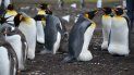 Hallan microplásticos en la dieta de los pingüinos de la Antártida Hallan microplásticos en la dieta de los pingüinos de la Antártida