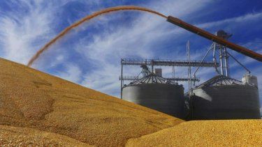 Agricultores de Illinois colocan maíz cosechado en el suelo fuera de un elevador de grano lleno en Virginia, Illinois.