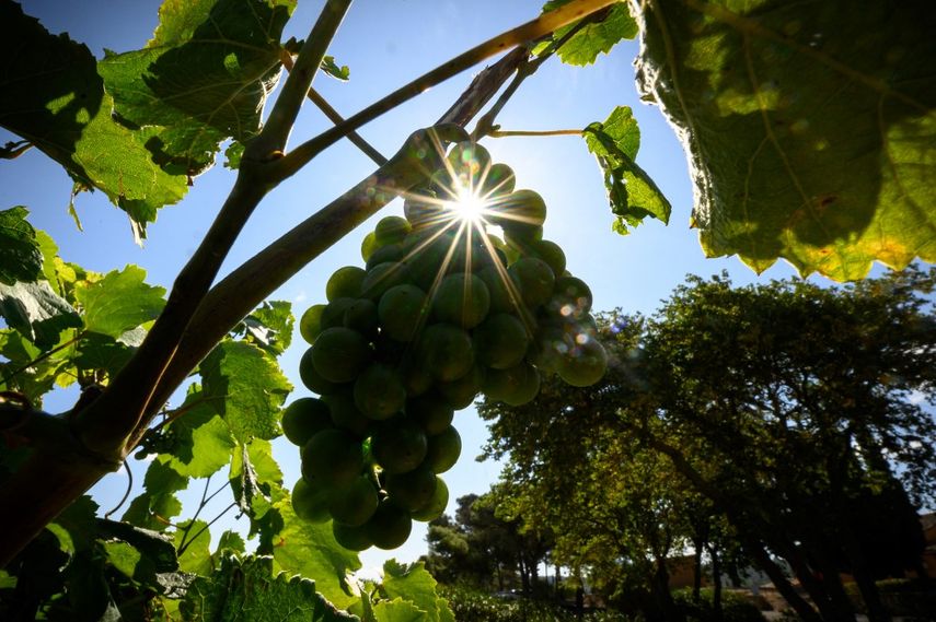 Un racimo de uvas se muestra en los viñedos de Chateau de Ciceron, en Ribaute, suroeste de Francia, el 26 de julio de 2023. Los viñedos franceses se han adaptado al calentamiento global plantando variedades de uva de Portugal y España. &nbsp;