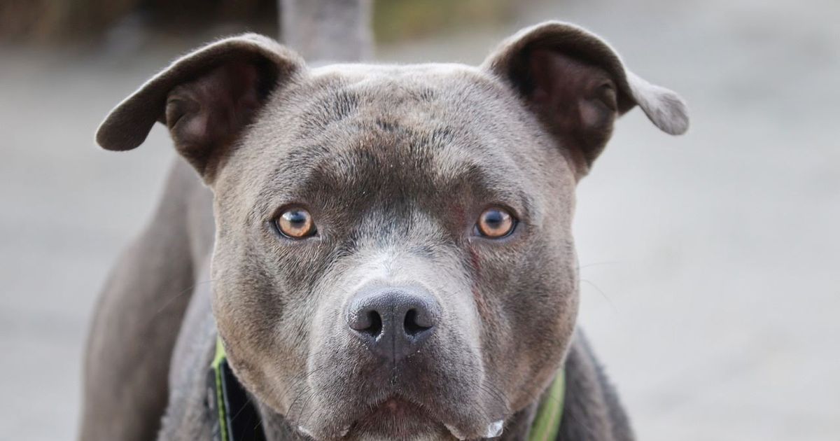 Perro activa por accidente un arma y dispara contra su dueño en EEUU