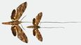 La nueva especie de polilla tiene la lengua más larga de todos los insectos, por lo que puede alcanzar el néctar en el fondo de la orquídea estrella de Madagascar