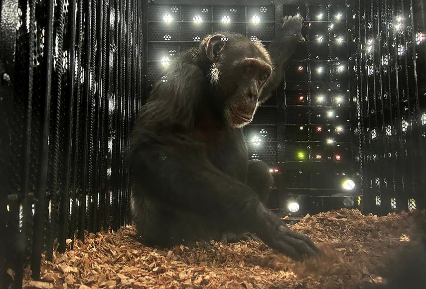 El chimpancé Yoko es visto en su jaula a bordo de un avión de la Fuerza Aérea Colombiana durante su traslado a Brasil en Bogotá el 23 de marzo de 2025.