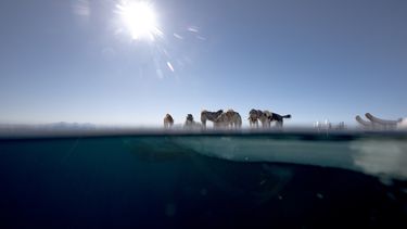 Estas imágenes muestran perros de trineo descansando cerca del borde del hielo marino durante una sesión de caza de focas el 28 de abril de 2024 en Ittoqqortoormiit, Groenlandia Oriental. 