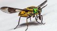 Una nueva investigación muestra que la capacidad de un insecto para encontrar comida y una pareja se reduce cuando sus antenas están contaminadas con partículas.