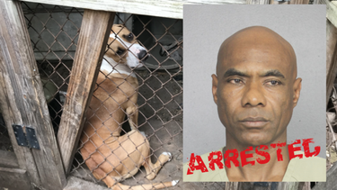 Kalito Jones fue arrestado por el Departamento de Policía de Sunrise y acusado de 17 cargos de felonía por crueldad hacia los animales y 7 cargos de delito menor de confinamiento de animales sin suficiente comida y agua.