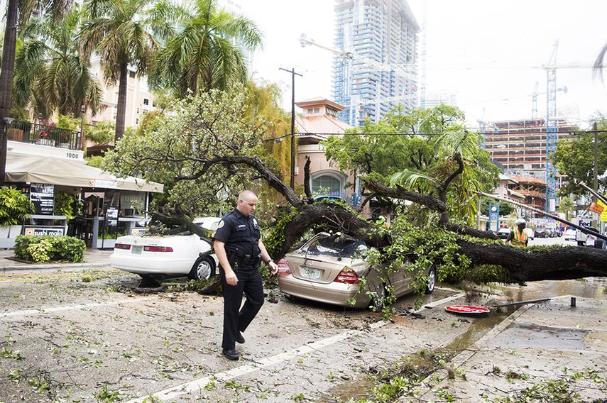 Los dos conductores que se encontraban dentro de los vehículos cuando el viento derrumbó el árbol, salieron ilesos. (C.CORBETTA)