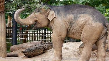 Joven elefante llega al Zoológico de Miami procedente de Australia.