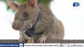Magawa, una pequeña rata que desactivó explosivos como misión de vida, fue despedida con honores tras su muerte a principios de 2022.