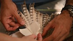 Un equipo de veterinarios de El Salvador trasplanta plumas a un gavilan caf&eacute;, luego de que su due&ntilde;o se las cortara para mantenerlo cautivo.