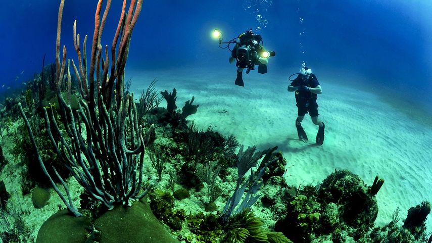 Los arrecifes son muy comunes en los Cayos de la Florida.