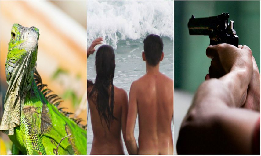 Las iguanas, las playas nudistas y la venta de armas son algunos de los temas abordados durante las sesiones legislativas de Florida.&nbsp;