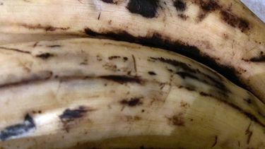 La autora del texto afirma que mejora el humor: Con dos c&aacute;scaras de pl&aacute;tano al d&iacute;a durante tres d&iacute;as consecutivos aumentar&aacute;s hasta en un 16% la serotonina en tu cuerpo