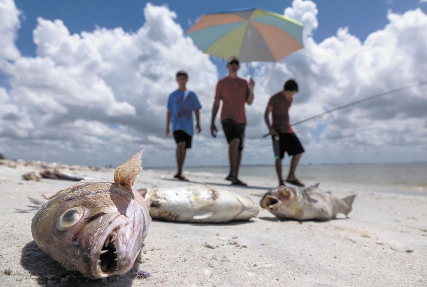 Miles de pescados muertos fuero recogidos en las playas de la costa suroeste de la Florida durante el verano 2018.