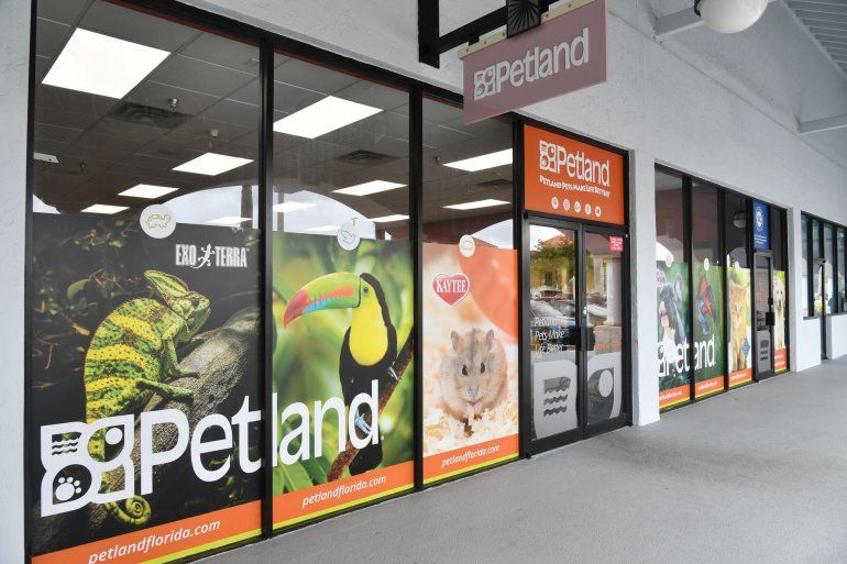 ¿Adoptar o comprar un cachorro en Florida?