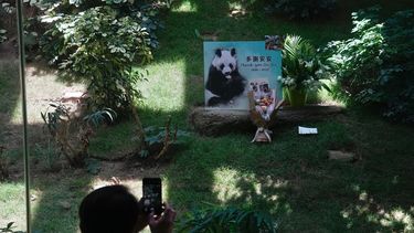 Un visitante toma una fotografía luego de que se dio a conocer la muerte del panda gigante An An en el parque temático de Ocean Park, en Hong Kong, el jueves 21 de julio de 2022.&nbsp;