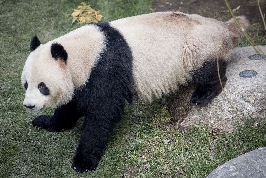 n esta imagen de archivo del lunes 8 de abril de 2019, el panda Xing Er en el Zoo de Copenhague.&nbsp;