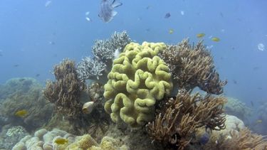 Los científicos llevan advirtiendo desde hace años de la amenaza sin precedentes que sufre la Gran Barrera de Coral australiana por el calentamiento del agua del mar y el aumento de la acidez debido al cambio climático.