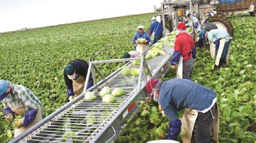   Ser agricultor es una labor amenzada por los avances tecnológicos (ARCHIVO)