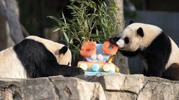 La panda gigante Mei Xiang, izquierda, y su cachorro Xiao Qi Ji comen un pastel en una celebración en el Zoológico Nacional del Smithsonian por el aniversario 50 de su programa de cuidado, conservación y estudios de los pandas en Washington el 16 de abril del 2022.&nbsp;