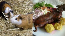 EL régimen promueve la cría del curiel para la alimentación familiar en medio de una severa crisis económica y un 2021 poco esperanzador