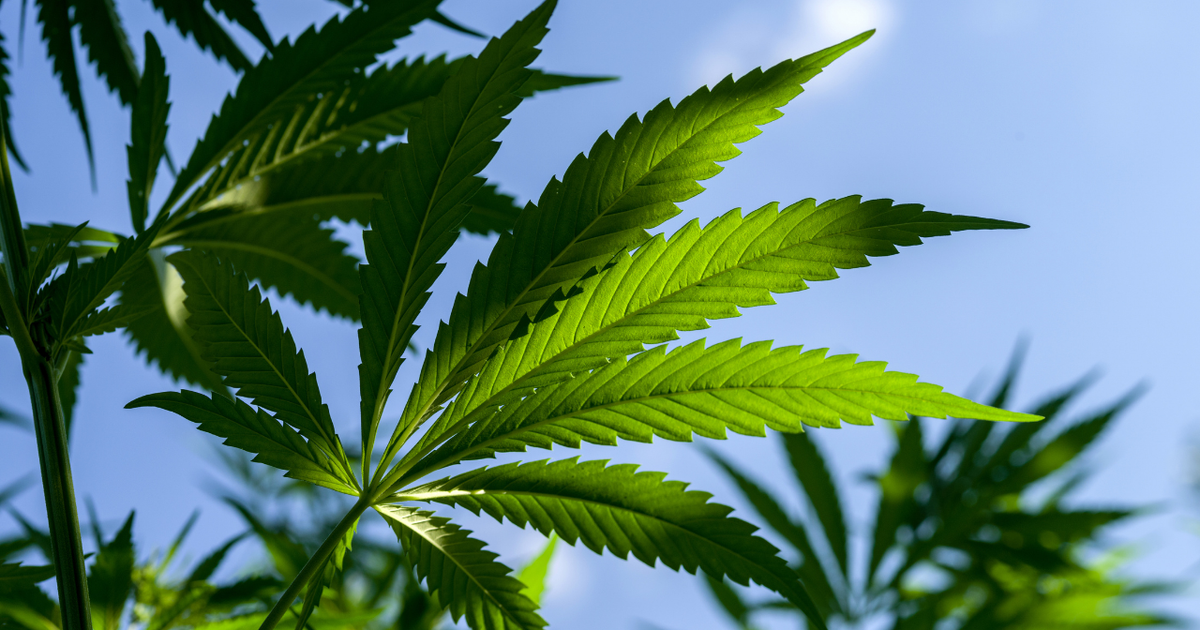 Perú erradica más de 19.000 hectáreas de hojas de coca