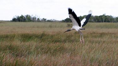 Fotografía de archivo de junio de 2007, de una cigüeña sobrevolando las aguas pantanosas del Parque Nacional de los&nbsp;Everglades, en&nbsp;Florida.