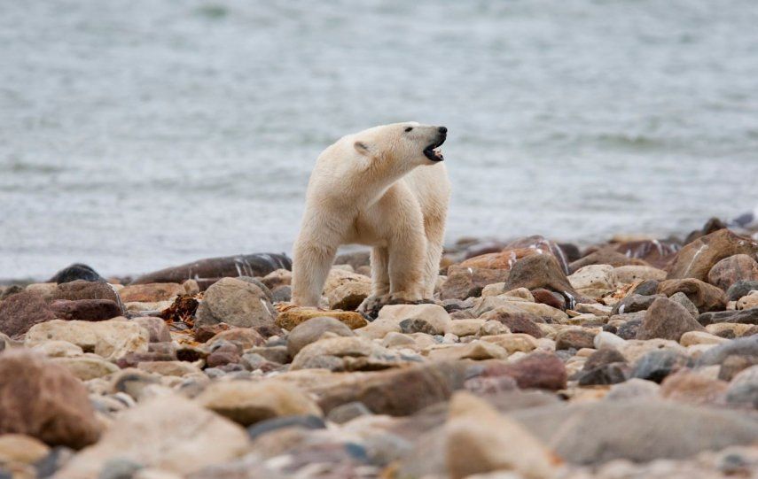 &nbsp;Un oso polar macho camina a orillas de la Bahía de Hudson, cerca de Churchill, Canadá.&nbsp;