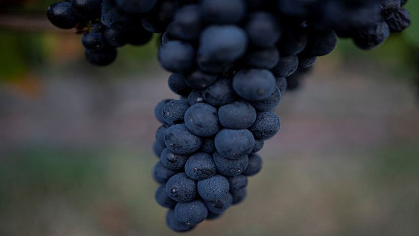 Las uvas se ven durante la cosecha en la bodega Bouza en Melilla, Uruguay, el 13 de marzo de 2023. A más de 10.000 km de sus orígenes en Francia, una uva roja con reputación de dureza produjo un golpe poco probable que colocó a Uruguay en el mapa mundial del vino.