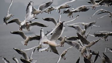 Imagen referencial a aves