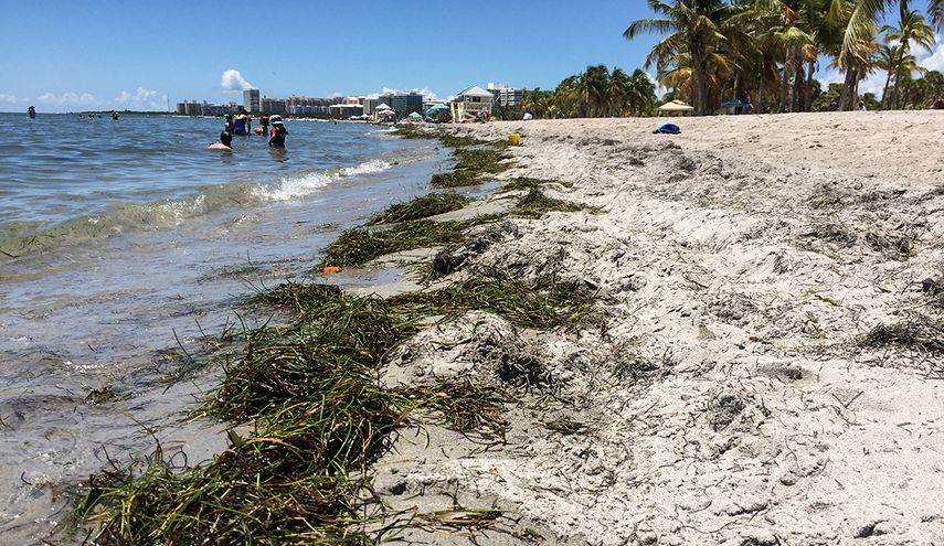 Presencia de sargazo en la playa Crandon Park, en Key Biscayne, Miami.