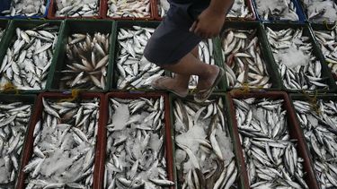 Un hombre revisa pescado recién capturado en un mercado de Tacloban, Leyte, Filipinas, el 26 de octubre de 2022.&nbsp;