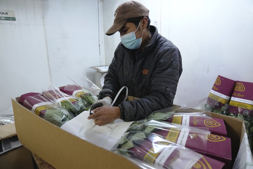 Un trabajador empaca flores para exportar a Estados Unidos en la planta empacadora de Sacha Rose en Pifo, Ecuador, el miércoles 2 de febrero de 2022.&nbsp;