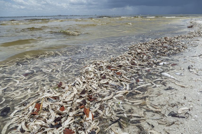 Cientos de peces muertos arriban a la costa floridana, como consecuencia de las afectaciones de la marea roja.
