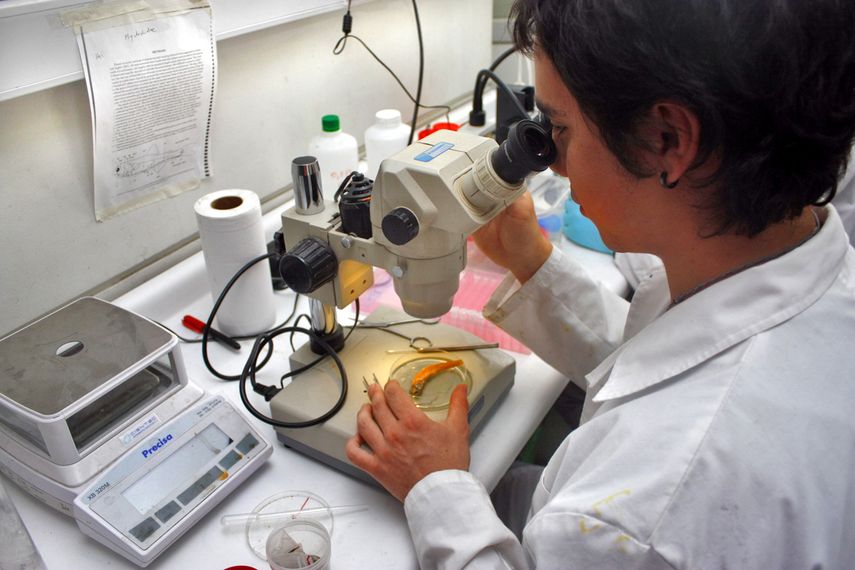El anticuerpo logrado de la sangre del voluntario se probó en dos modelos de ratón y el CIS43 fue&nbsp;altamente eficaz para prevenir la infección.