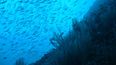 El océano revela más de 1.000 nuevas especies marinas en un año