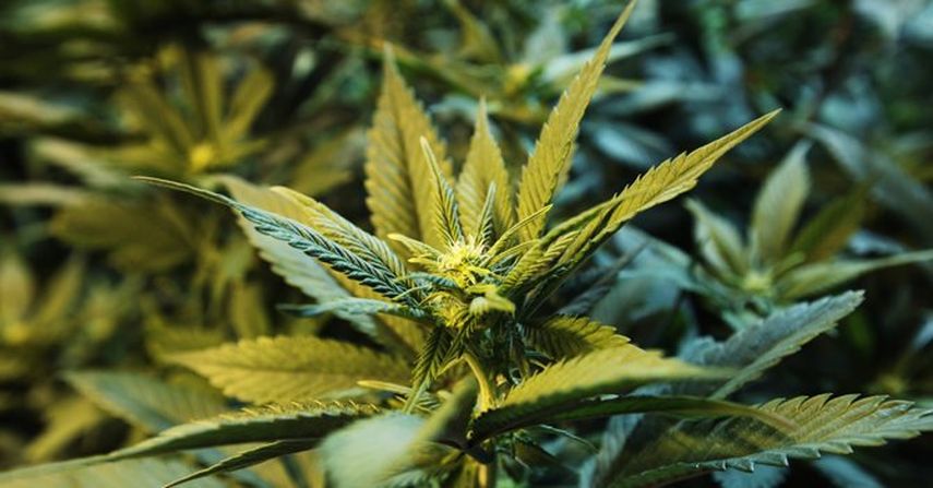 Los residentes de Florida  deberán decidir en las próximas elecciones de noviembre si aprueban el uso medicinal de la marihuana, en un referendo en el que la propuesta deberá lograr un mínimo de 60 por ciento de votos para salir adelante. (Cortesía)