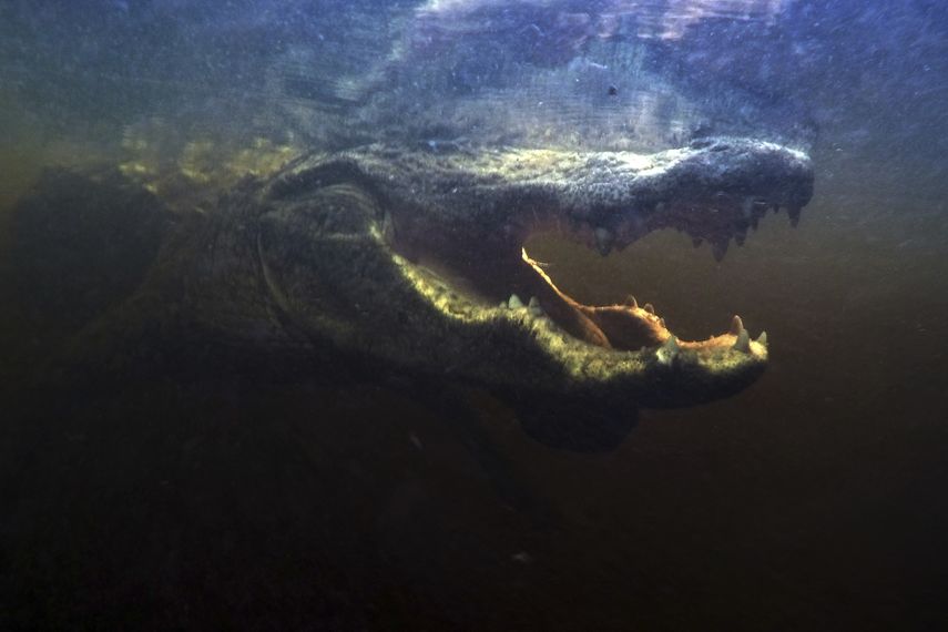 Un caimán abre la boca bajo el agua en el Parque Nacional Everglades en busca de comida.&nbsp;