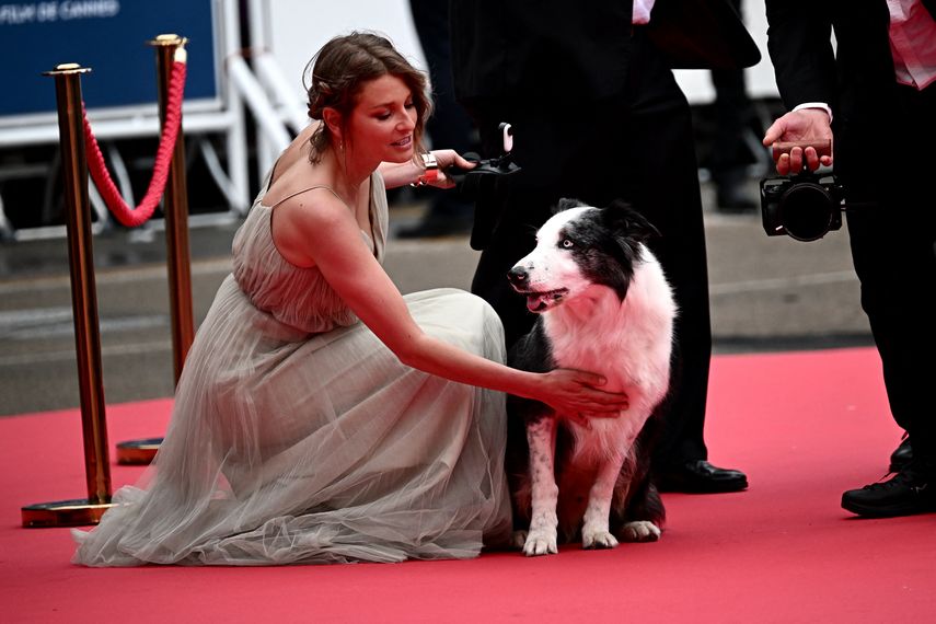 Messi, el perro estrella de la película Anatomie dune Chute (Anatomía de una caída), sentado junto a su entrenadora de perros francesa Laura Martin cuando llega a la ceremonia de apertura y a la proyección de la película Le Deuxieme Acte en el 77 edición del Festival de Cine de Cannes en Cannes, sur de Francia, el 14 de mayo de 2024.