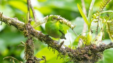 El Día Internacional de la Diversidad Biológica es el 22 de mayo