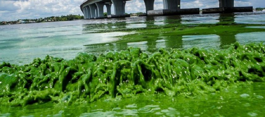 En 2016 una putrefacta y espesa alga azul-verdosa inundó playas del sureste de&nbsp;Florida&nbsp;y disparó la alarma no sólo por su toxicidad.