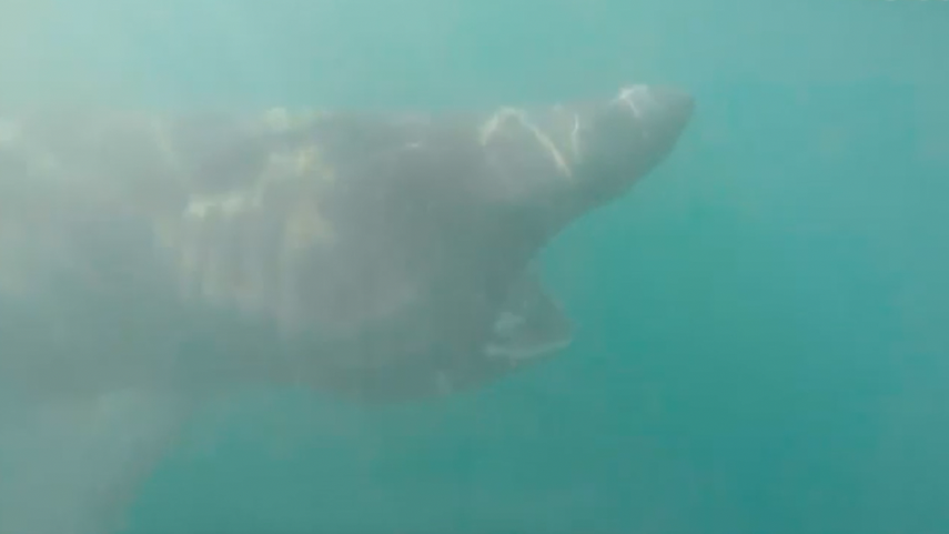 Conor Smith remaba cerca de la costa del pueblo de Kilkee, en Irlanda, cuando halló un inmenso tiburón. En vez de asustarse y huir, decidió grabar debajo del agua 