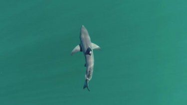 Tiburón blanco juvenil.
