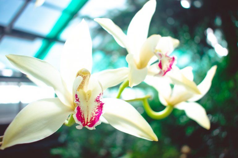 La orquídea, otrora inaccesible, hoy al alcance de todos