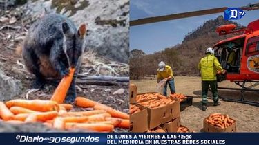 lanzan comida para los animales que sobrevivieron a los incendios en australia