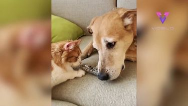 Conoce a Raylan, un perro adoptado que lleva seis a&ntilde;os cuidando de gatos de acogida. &nbsp;