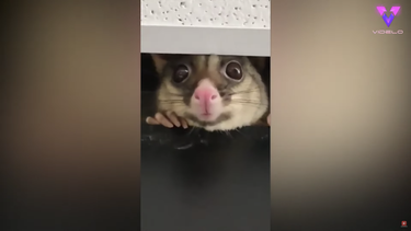 La&nbsp;zarig&uuml;eya aparece para pedir comida y saludar al equipo de la oficina.&nbsp;