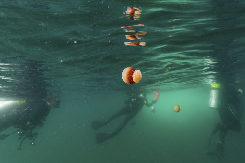 Una medusa bola de ca&ntilde;&oacute;n flota en el agua mientras varios buzos salen a la superficie tras una inmersi&oacute;n en el Santuario Marino Nacional de Grays Reef, el lunes 28 de octubre de 2019, cerca de la costa de Savannah, Georgia, Estados Unidos.&nbsp;